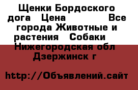 Щенки Бордоского дога › Цена ­ 60 000 - Все города Животные и растения » Собаки   . Нижегородская обл.,Дзержинск г.